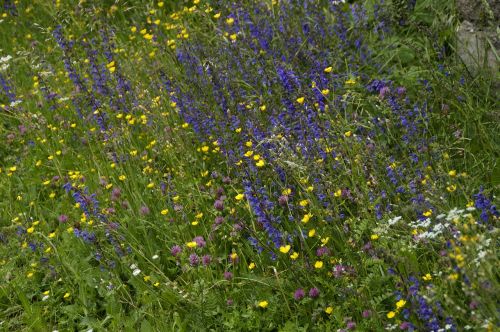 flowers wild flowers bloom