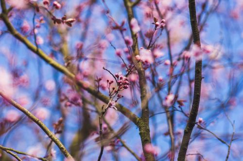 flowers flower pink