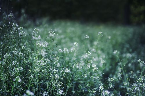 flowers green spring