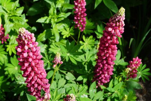 flowers pink blossom