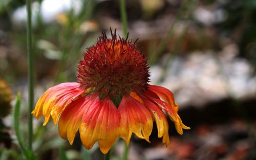 flowers leaf ranke