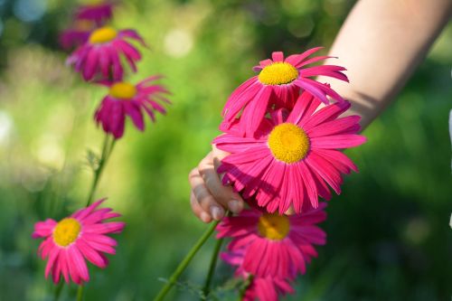 flowers plant a garden pluck