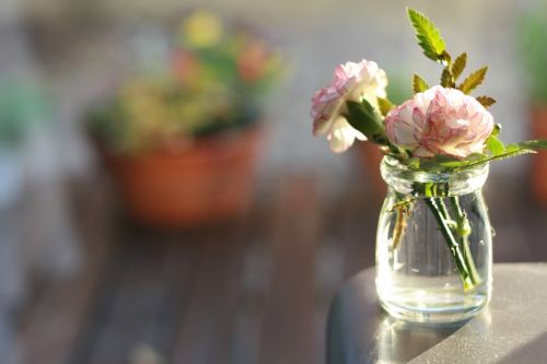 flowers carnation vase