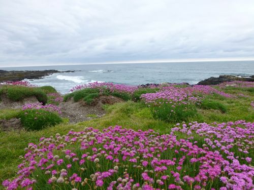flowers pink ocean