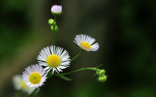 flowers daisies nature