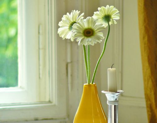 flowers gerbera blossom