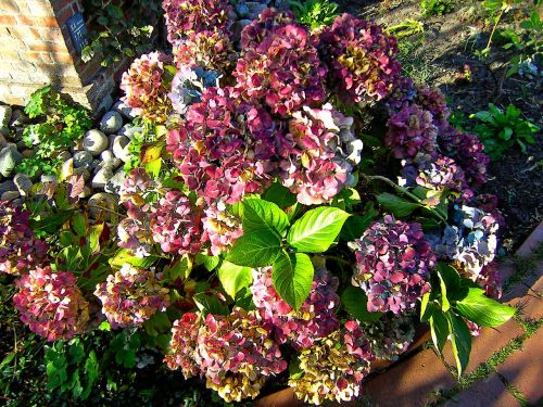 flowers garden hydrangeas