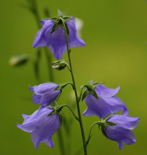 flowers bells purple