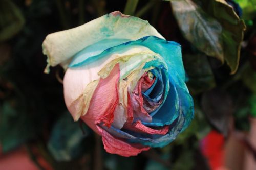 flowers rose rainbow rose