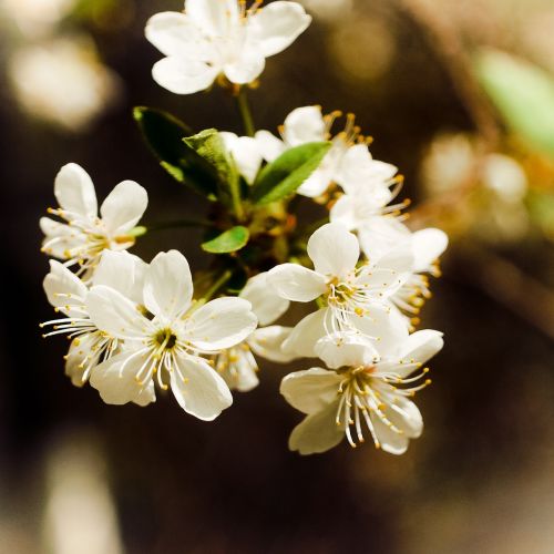 flowers spring nature