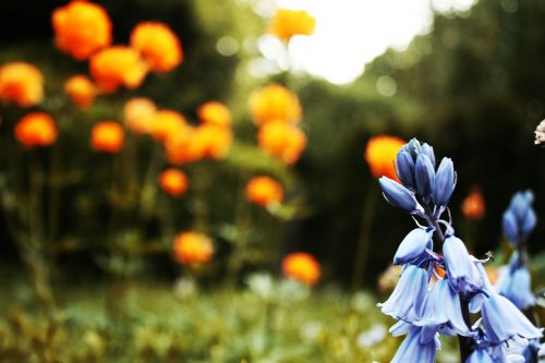 flowers summer nature