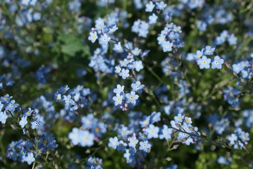 flowers forget me not blue