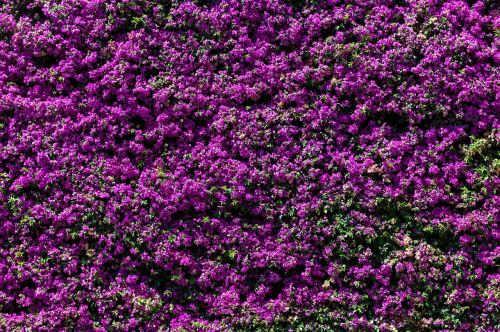 flowers violet nature