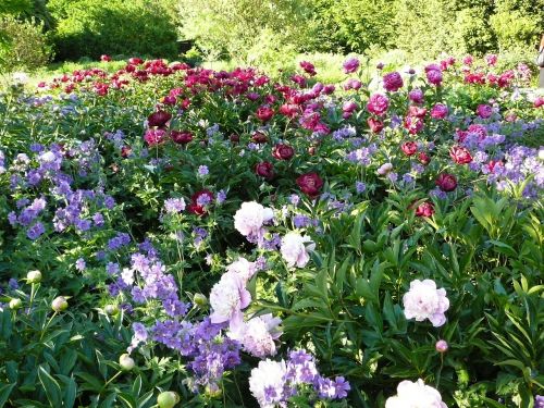 flowers field of flowers peony