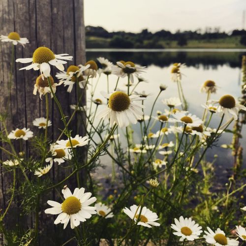 flowers daisies summer