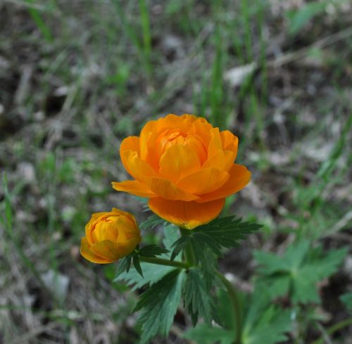 flowers orange plant