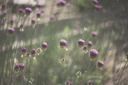 flowers blooming garden