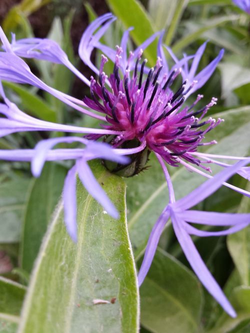 flowers macro nature