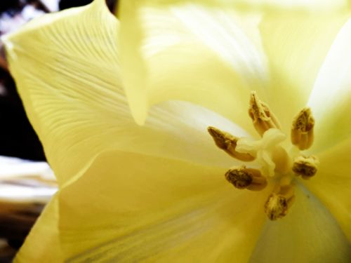 flowers yellow petals