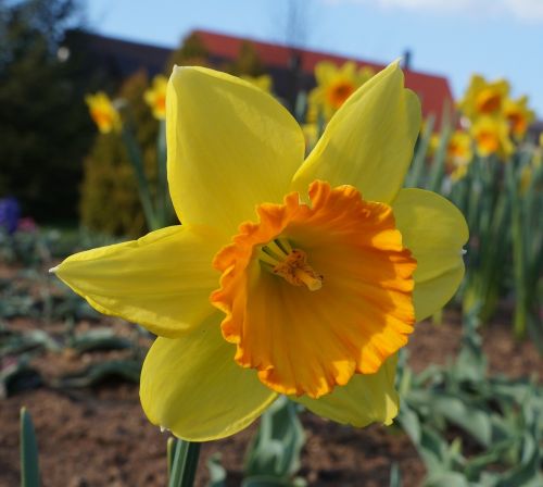 flowers daffodils yellow