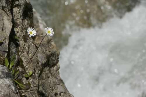 flowers mountain flowers bach