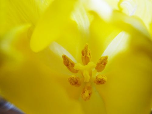 flowers yellow petals