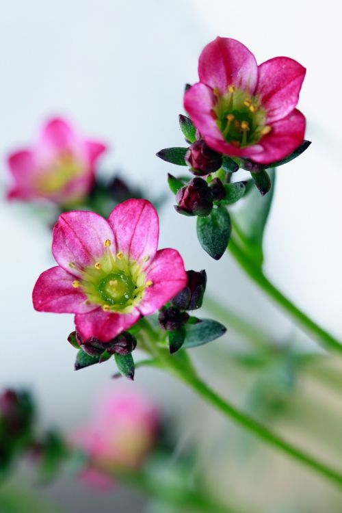 flowers pink nature