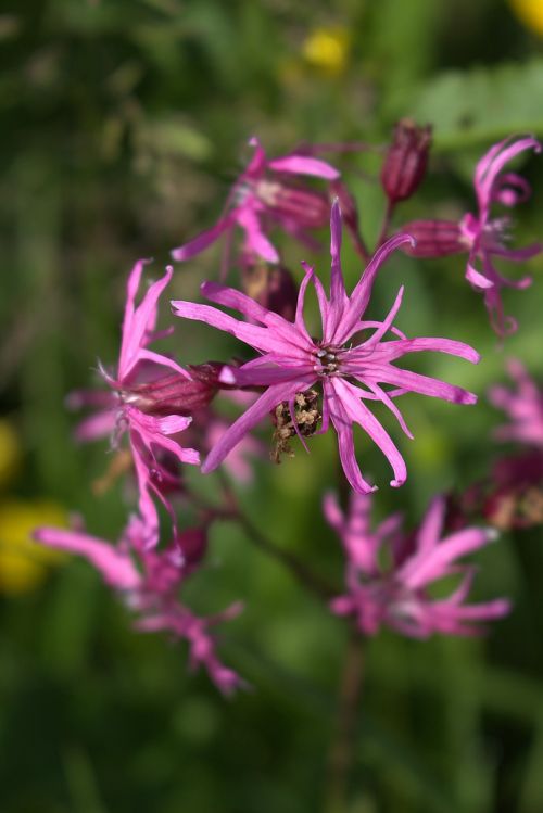 flowers violet close