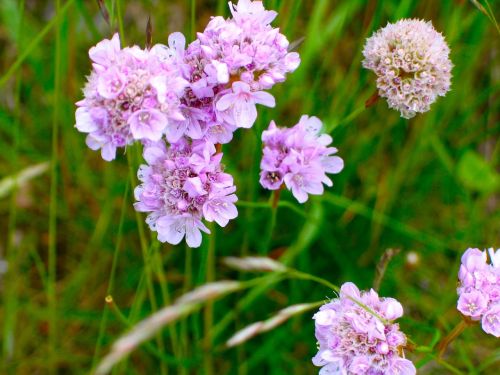 flowers flora pink