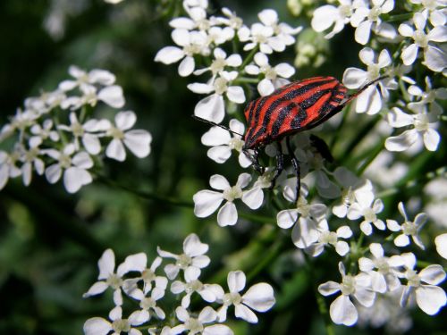 flowers plants butterfly