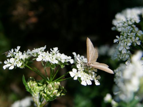 flowers plants butterfly