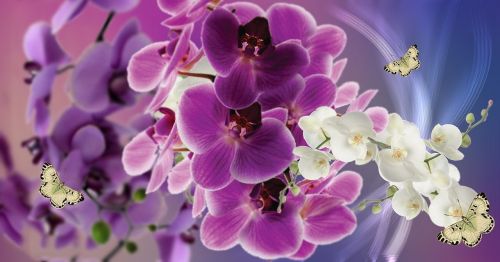 flowers violet orquidea