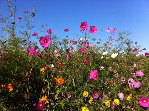 flowers summer summer flowers