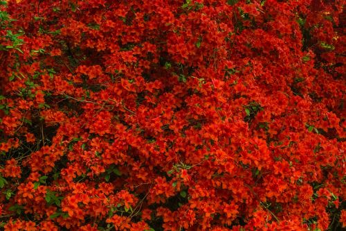 flowers nature plant