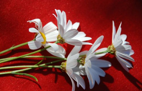 flowers white daisy