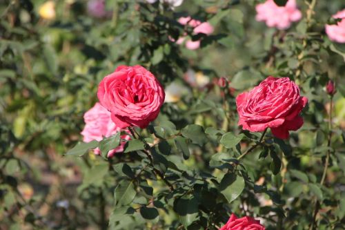 flowers park red