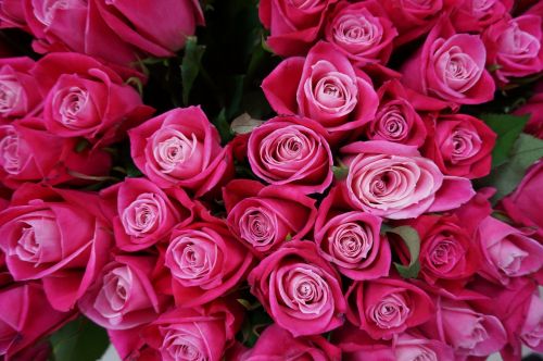 flowers rose pink