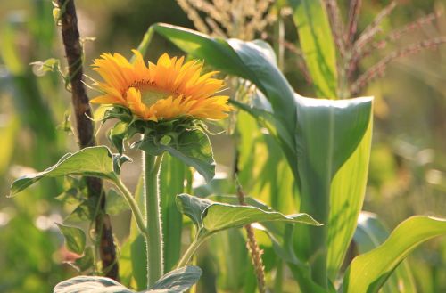 flowers helianthus sun