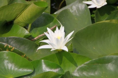 flowers lilies water