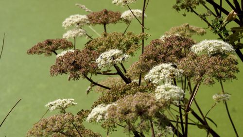 flowers bank water