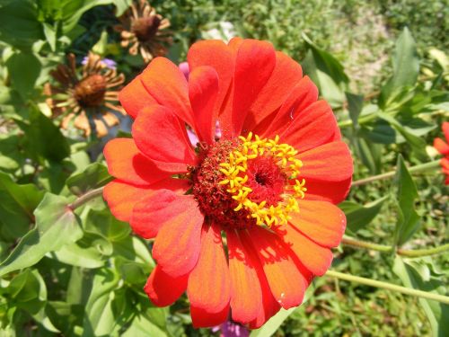 flowers fucsia garden