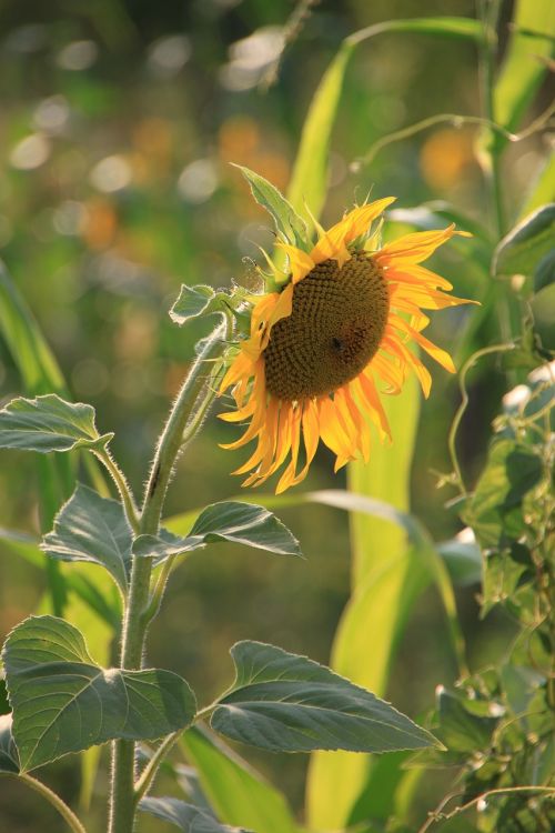 flowers helianthus sun