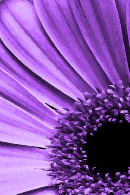 flowers petals purple