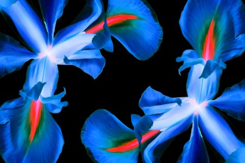 flowers iris nature