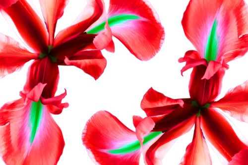 flowers iris red