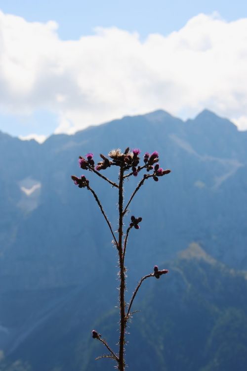 flowers mountain summer