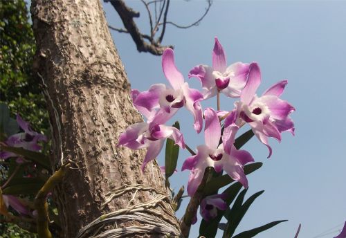 flowers orchids garden