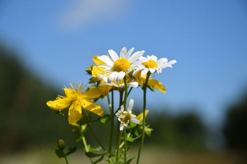 flowers daisy small flowers