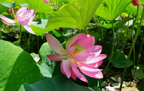 flowers lotus pond