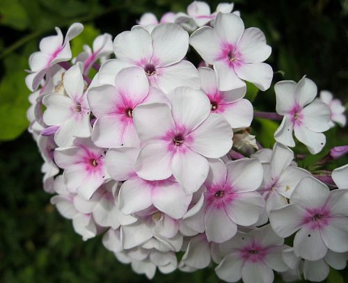 flowers white pink